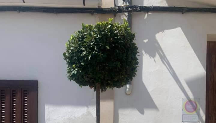Plantació
