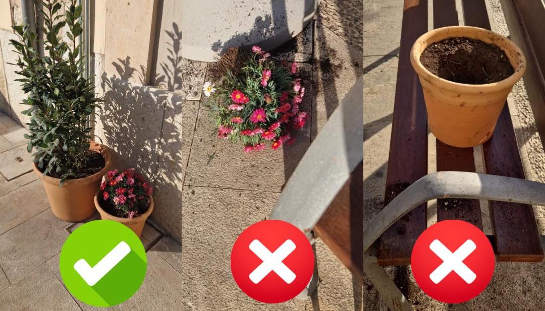 plantes